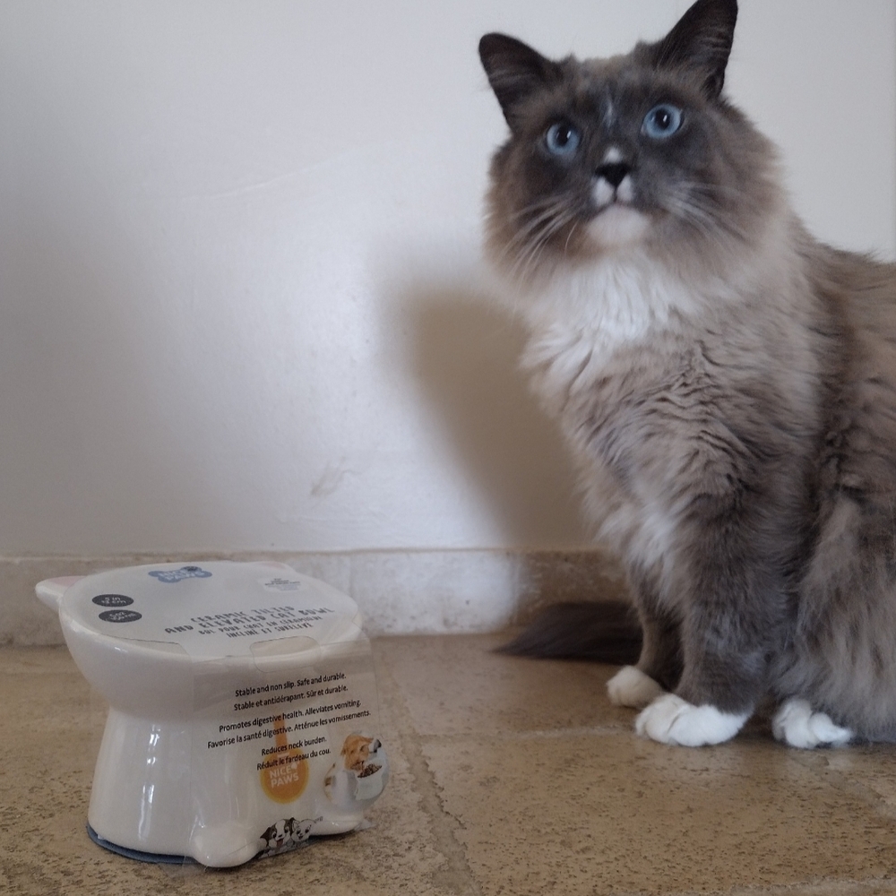 Nice Paws Ceramic Tilted And Elevated Cat Bowl For Kittens And Adult Cats
